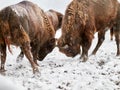 European bison Bison bonasus in natural habitat Royalty Free Stock Photo