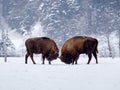 European bison Bison bonasus in natural habitat