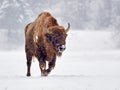 European bison Bison bonasus in natural habitat in winter Royalty Free Stock Photo