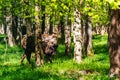 European bison (Bison bonasus) Royalty Free Stock Photo