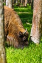 European bison (Bison bonasus) Royalty Free Stock Photo