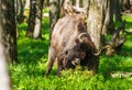 European bison (Bison bonasus) Royalty Free Stock Photo