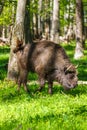 European bison (Bison bonasus) Royalty Free Stock Photo