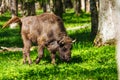 European bison (Bison bonasus) Royalty Free Stock Photo