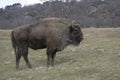 European bison, Bison bonasus Royalty Free Stock Photo