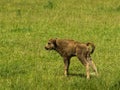 European bison Bison bonasus. A bison calf is playing in a meadow