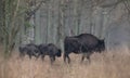 European bisonBison bonasus herd Royalty Free Stock Photo