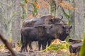 European bisonBison bonasus herd Royalty Free Stock Photo