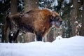 European bison, Bison bonasus. Huge bull standing in freezing winter forest covered in snow, side view.