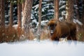 European bison, Bison bonasus. Huge bull standing among trees of winter forest.