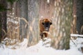 European bison, Bison bonasus. Huge bull standing among trees in the snow of freezing winter forest.