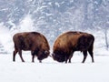 European bison Bison bonasus in natural habitat Royalty Free Stock Photo