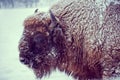 European bison Bison bonasus on a snowy day in natural habitat