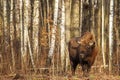 The European bison (Bison bonasus) or the European wood bison is like a forest ghost