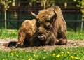 European bison bull in Bialowieza