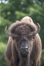 European bison - bull