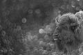 An European bison - bull and nice bokeh