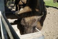 European bison eating at farm