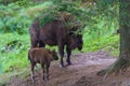 European bison in the enclosure in Muczne, Bison bonasus Royalty Free Stock Photo
