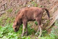 European bison in the enclosure in Muczne, Bison bonasus Royalty Free Stock Photo