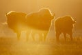 European bison