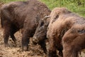 European bison fight for territories in Tarcu Mountains. Royalty Free Stock Photo