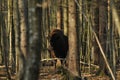 European bison in the forest in the Bialowieza Primeval Forest. The largest species of mammal found in Europe. Ungulates living in