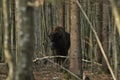 European bison in the forest in the Bialowieza Primeval Forest. The largest species of mammal found in Europe. Ungulates living in