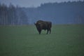 European bison in the forest in the Bialowieza Primeval Forest. The largest species of mammal found in Europe. Ungulates living in