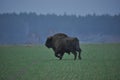 European bison in the forest in the Bialowieza Primeval Forest. The largest species of mammal found in Europe. Ungulates living in