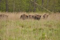 European bison in the forest in the Bialowieza Primeval Forest. The largest species of mammal found in Europe. Ungulates living in