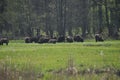 European bison in the forest in the Bialowieza Primeval Forest. The largest species of mammal found in Europe. Ungulates living in