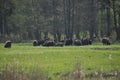 European bison in the forest in the Bialowieza Primeval Forest. The largest species of mammal found in Europe. Ungulates living in