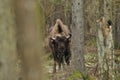 European bison in the forest in the Bialowieza Primeval Forest. The largest species of mammal found in Europe. Ungulates living in