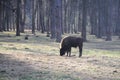 European bison in the forest Royalty Free Stock Photo