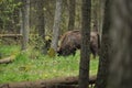 European bison grazing in a forest clearing in the Bialowieza Forest National Park in Poland Royalty Free Stock Photo