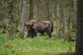 European bison grazing in a forest clearing in the Bialowieza Forest National Park in Poland Royalty Free Stock Photo