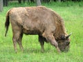 A european bison grazing on green grass in the BiaÃâowieza National Park