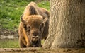 The European bison, also known as wisent or the European wood bison Royalty Free Stock Photo