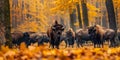 European bison herd in autumn forest at Bialowieza National Park Poland: A picturesque scene with Royalty Free Stock Photo