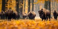 European bison herd in autumn forest at Bialowieza National Park Poland surrounded by yellow leaves Royalty Free Stock Photo