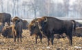 European Bison herd grazing in field