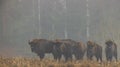 European Bison herd in mist Royalty Free Stock Photo