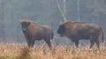 European Bison herd in mist Royalty Free Stock Photo