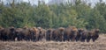 European Bison herd in snowless winter Royalty Free Stock Photo