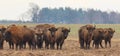 European Bison herd in snowless winter Royalty Free Stock Photo