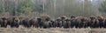 European Bison herd in snowless winter Royalty Free Stock Photo
