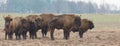 European Bison herd in snowless winter Royalty Free Stock Photo