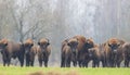 European Bison herd in snowless winter Royalty Free Stock Photo