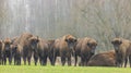 European Bison herd in snowless winter Royalty Free Stock Photo